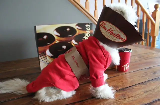 diy dog halloween costume tim hortons coffee cup