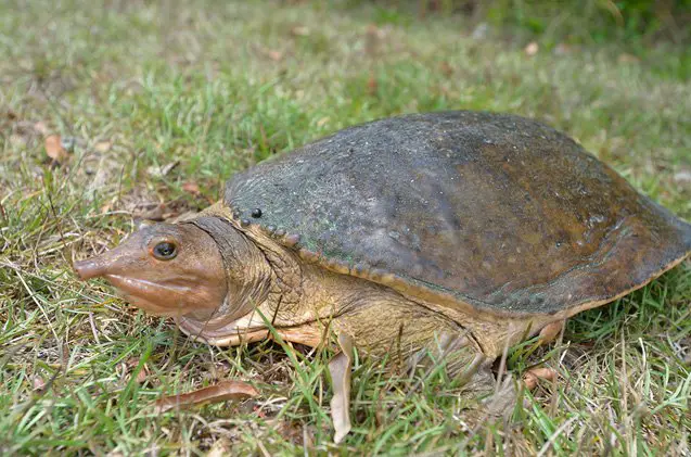 florida softshell turtle