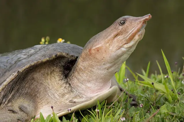 florida softshell turtle