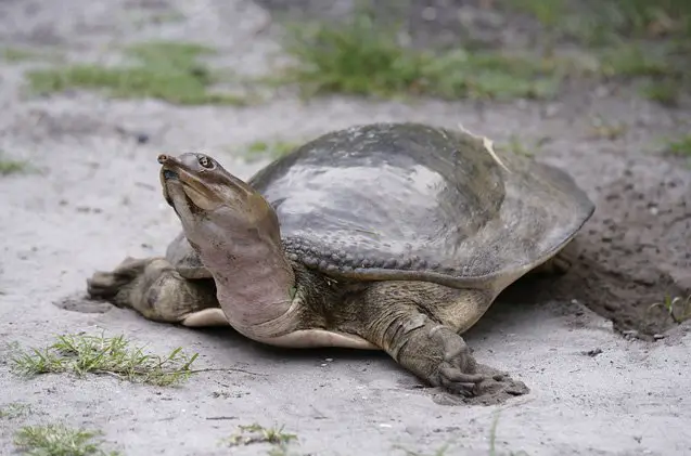 florida softshell turtle