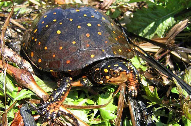 spotted turtle