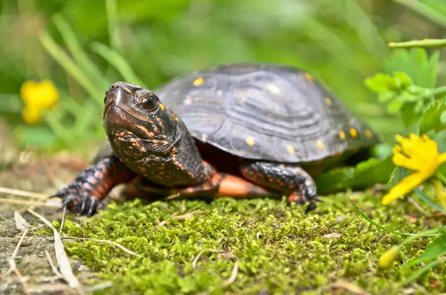 spotted turtle