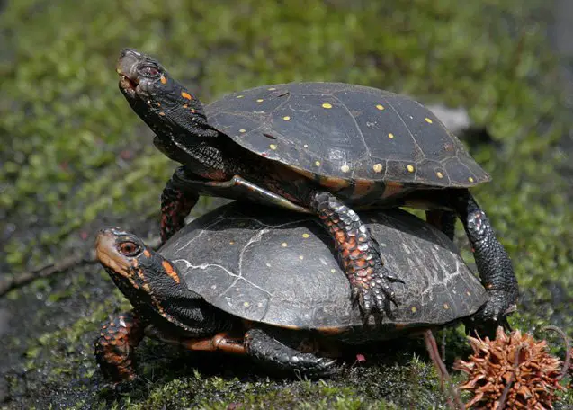 spotted turtle