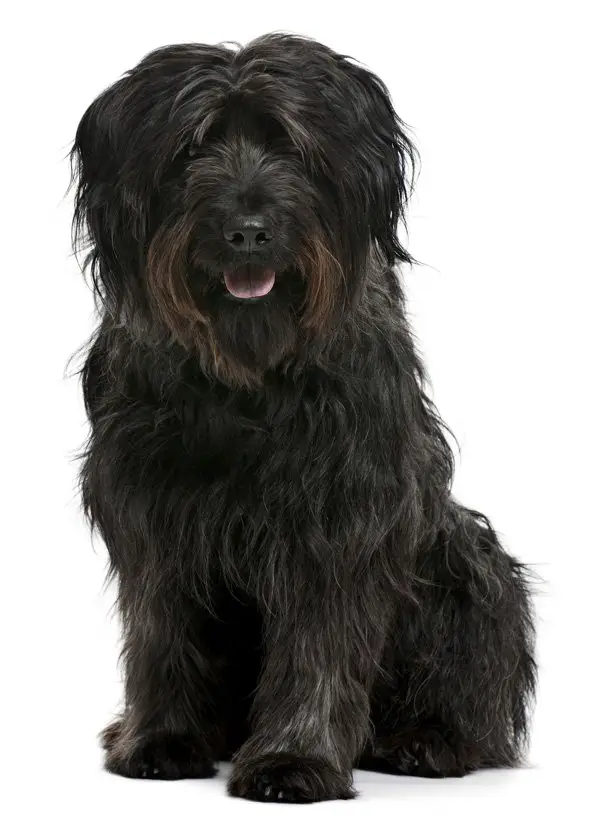 catalan sheepdog