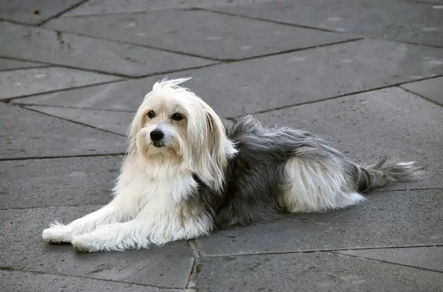 catalan sheepdog