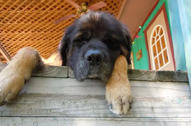 mountain mastiff