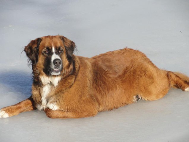 mountain mastiff