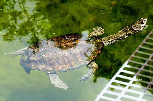 argentine snake necked turtle