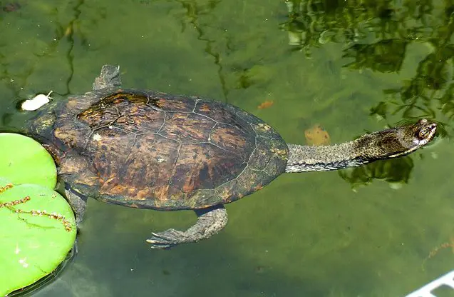 argentine snake necked turtle