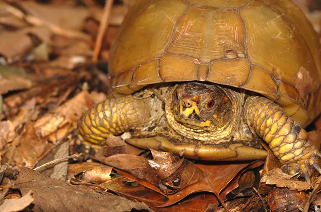 three toed box turtle