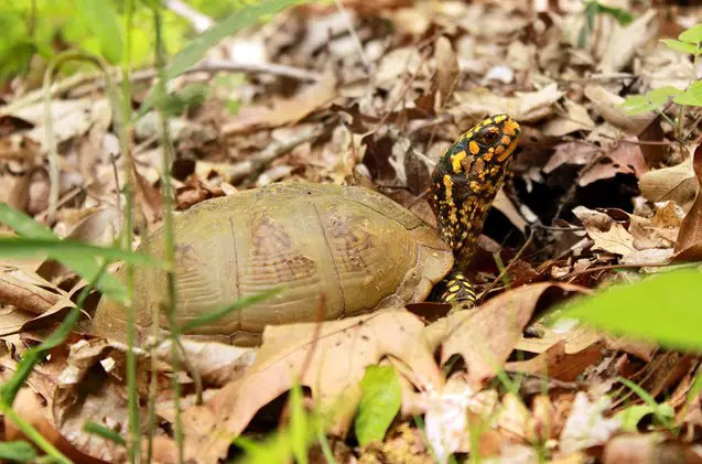 three toed box turtle