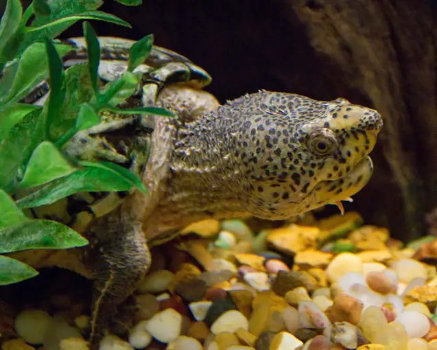 loggerhead musk turtle