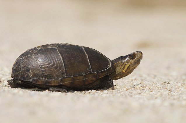 mud turtle