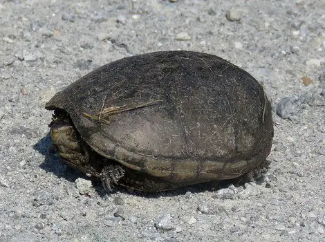 mud turtle