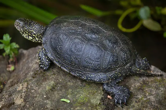 european pond turtle