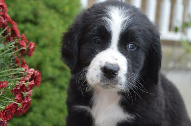 golden mountain dog