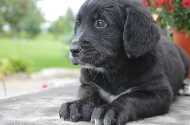 golden mountain dog