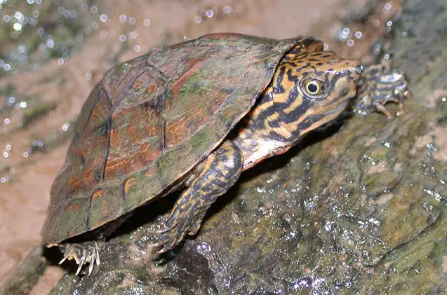 stripe necked musk turtle