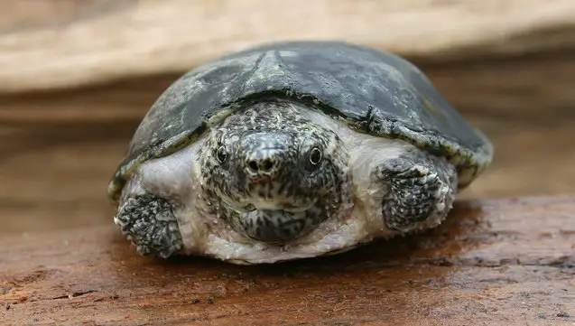 flattened musk turtle