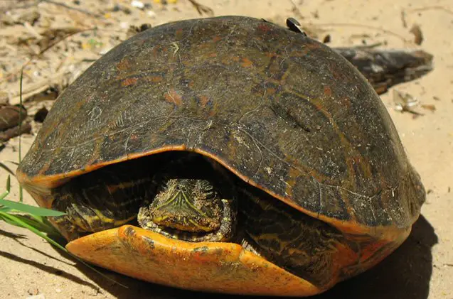 alabama red bellied turtle