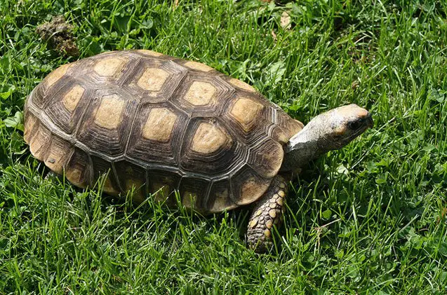 yellow footed tortoise