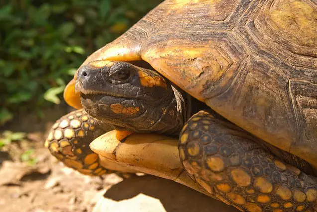 yellow footed tortoise