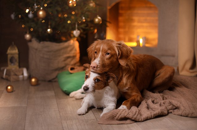 4 calming tips to ensure stress free pets this holiday season