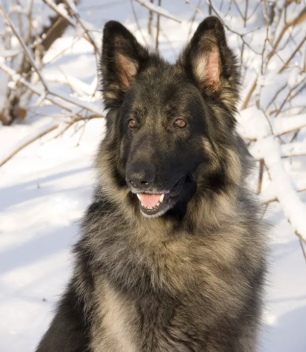 shiloh shepherd