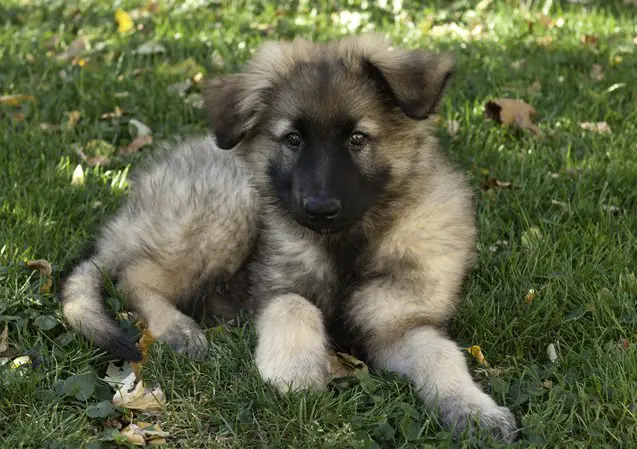 shiloh shepherd