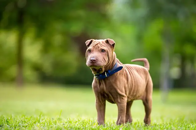 miniature shar pei