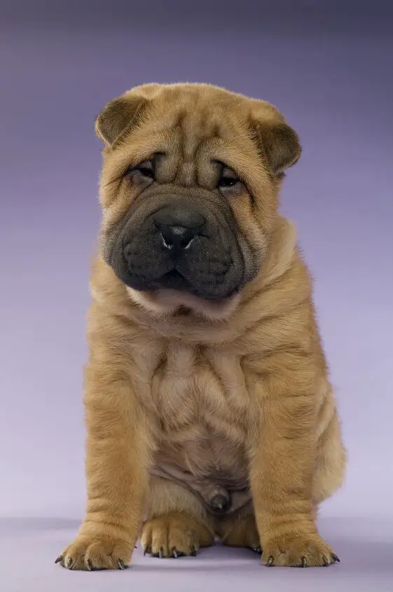 miniature shar pei