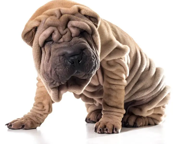 miniature shar pei