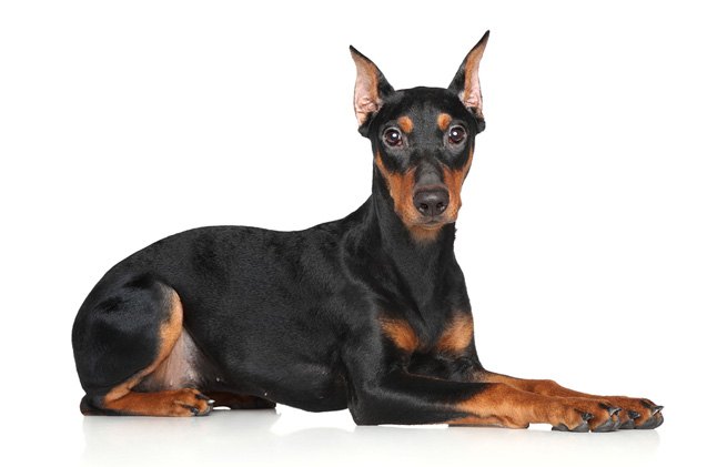 german pinscher