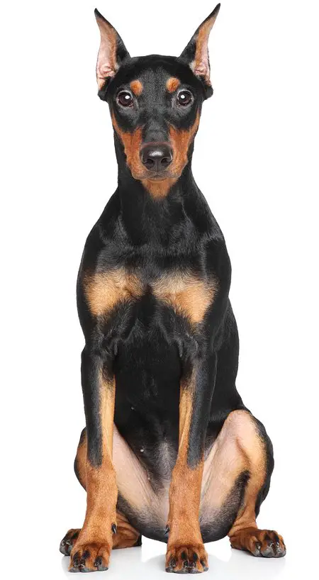 german pinscher