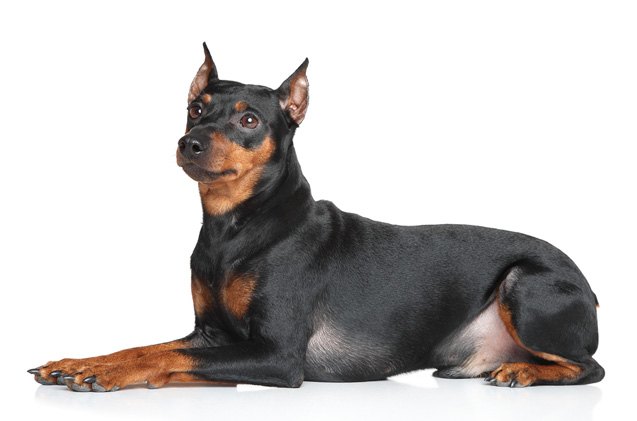 german pinscher