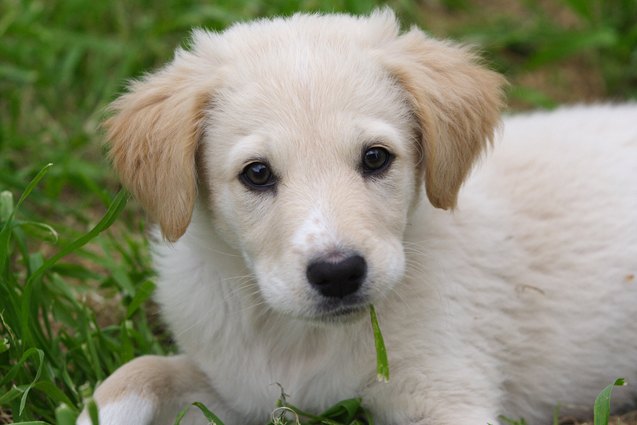 maremma sheepdog