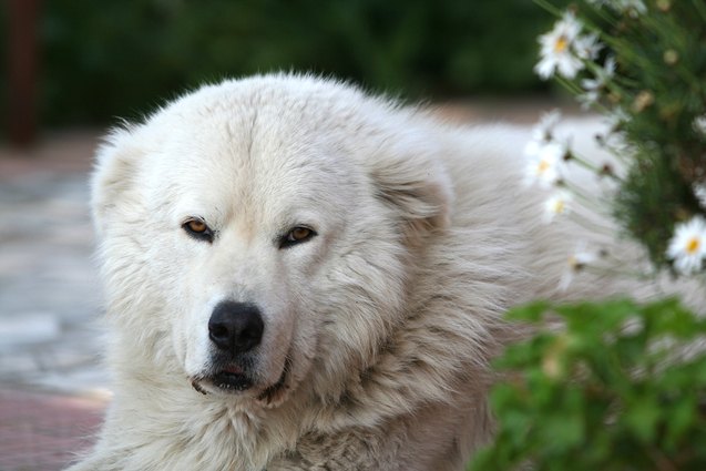 maremma sheepdog