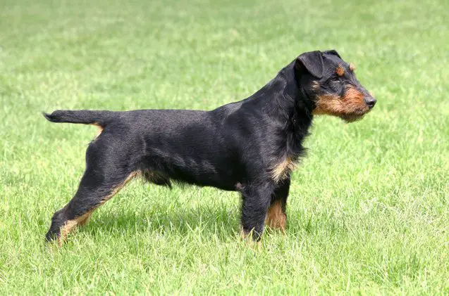 jagdterrier