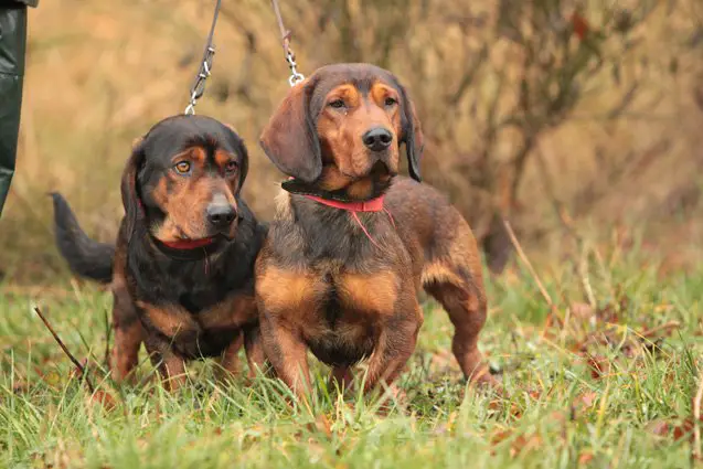 alpine dachsbracke