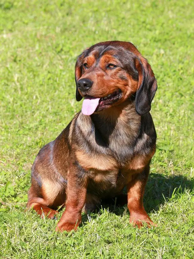 alpine dachsbracke