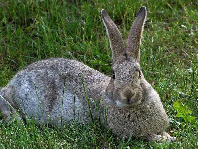 gotland rabbit