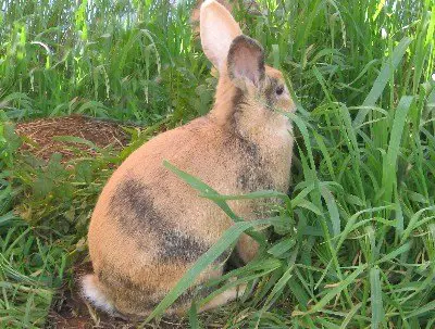 swedish hare