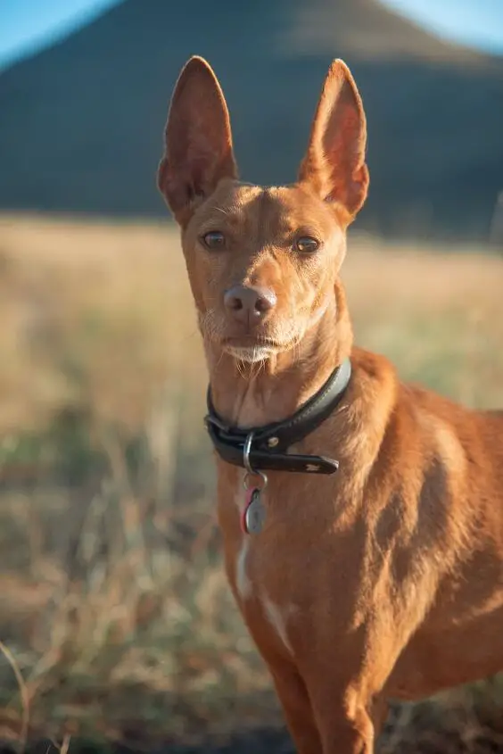 andalusian hound