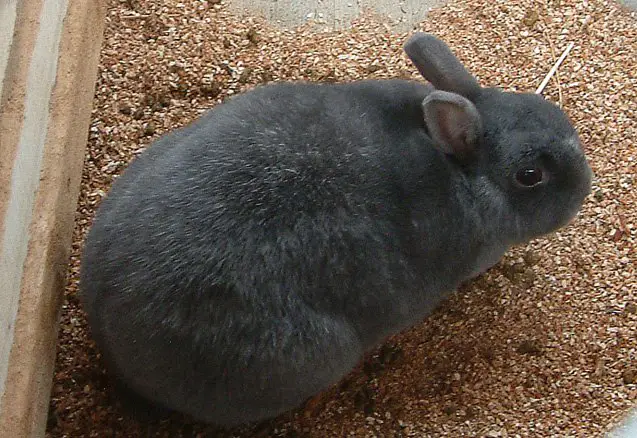 enderby island rabbit