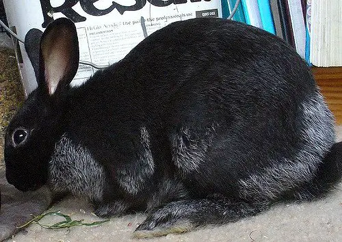 enderby island rabbit