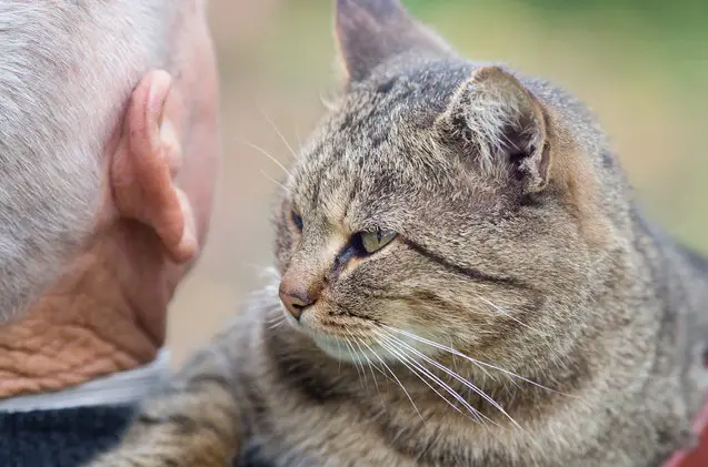 cats on laps shelter animals bring senior citizens special love