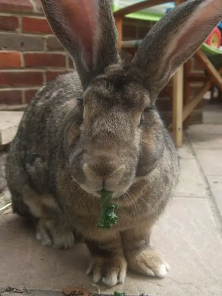 continental giant rabbit