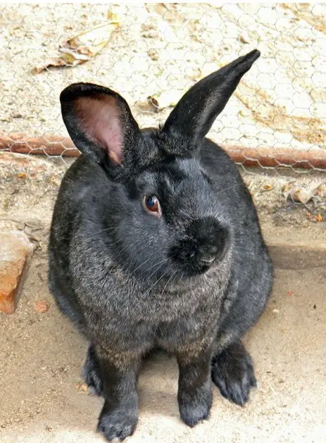 brazilian rabbit