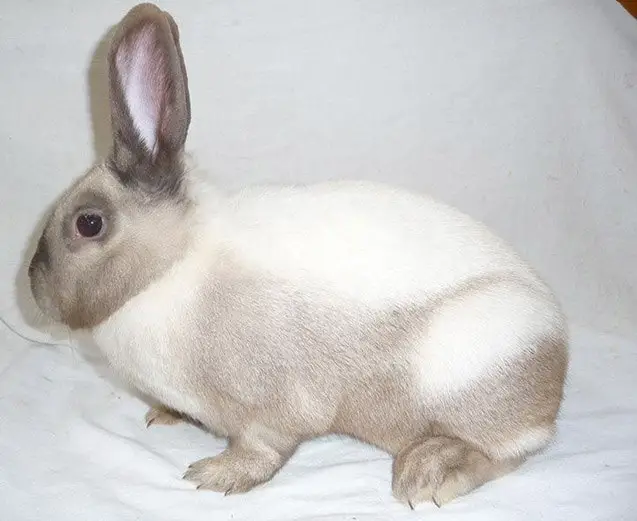 sallander rabbit