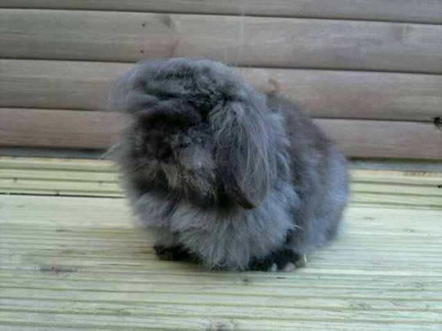 miniature lion lop